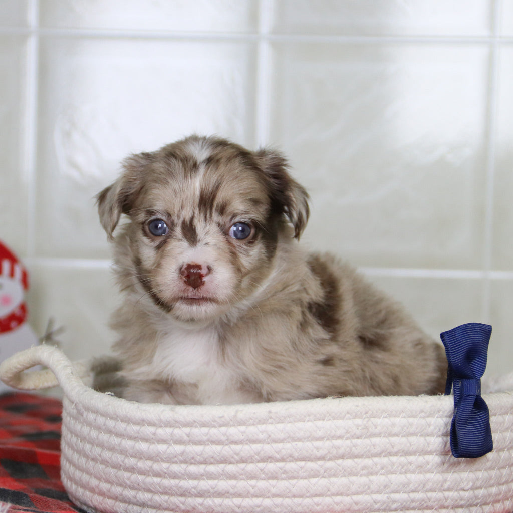 Herbert - Available Now