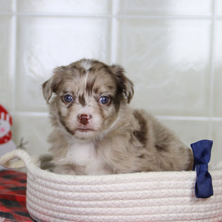 Herbert - Available 1/21