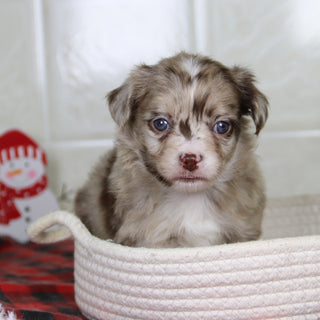 Herbert - Available 1/21