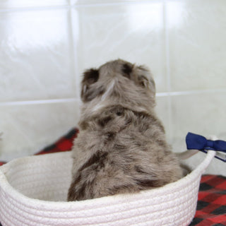 Herbert - Available 1/21