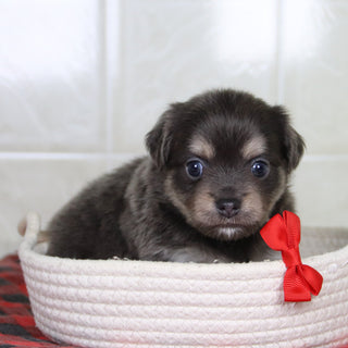 Ricky - Available 1/21