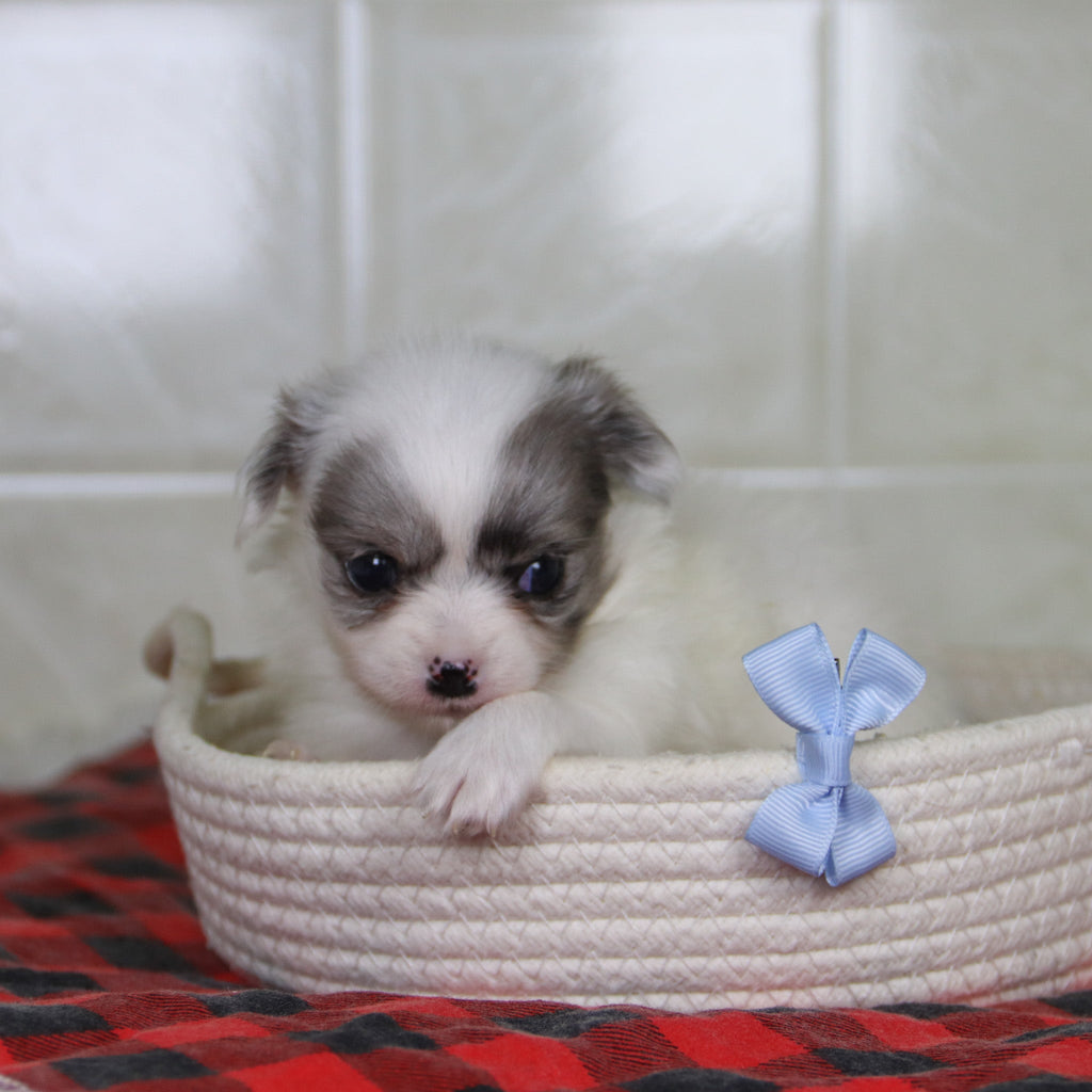 Karl - Available 2/4