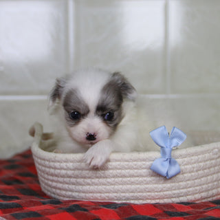 Karl - Available 2/4