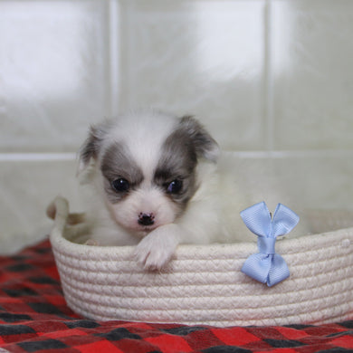 Karl - Available 1/21