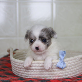 Karl - Available 2/4