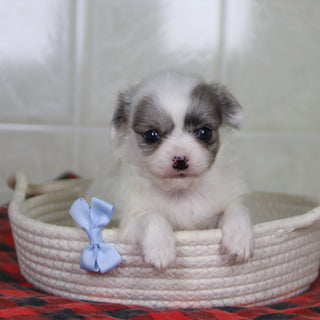 Karl - Available 2/4