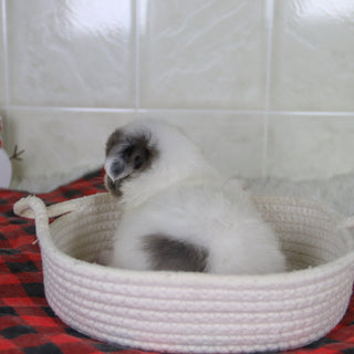 Karl - Available 2/4