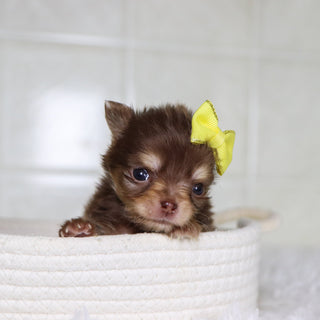 Lana - Available 2/4