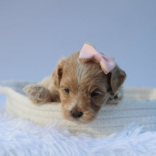 Hera - Available 8/6