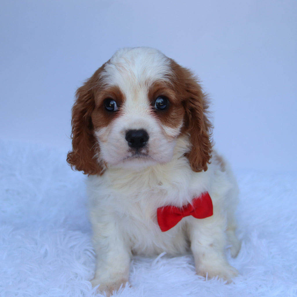 Maxwell - Available 8/13