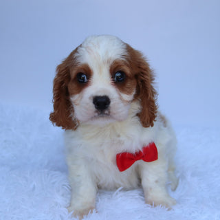 Maxwell - Available 8/13