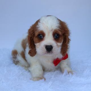 Maxwell - Available 8/13