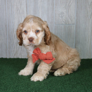 Harding - Available 4/30