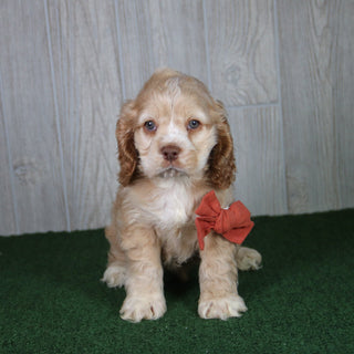 Harding - Available 4/30