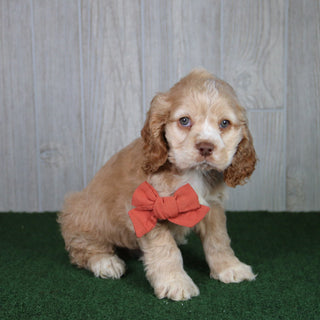 Harding - Available 4/30