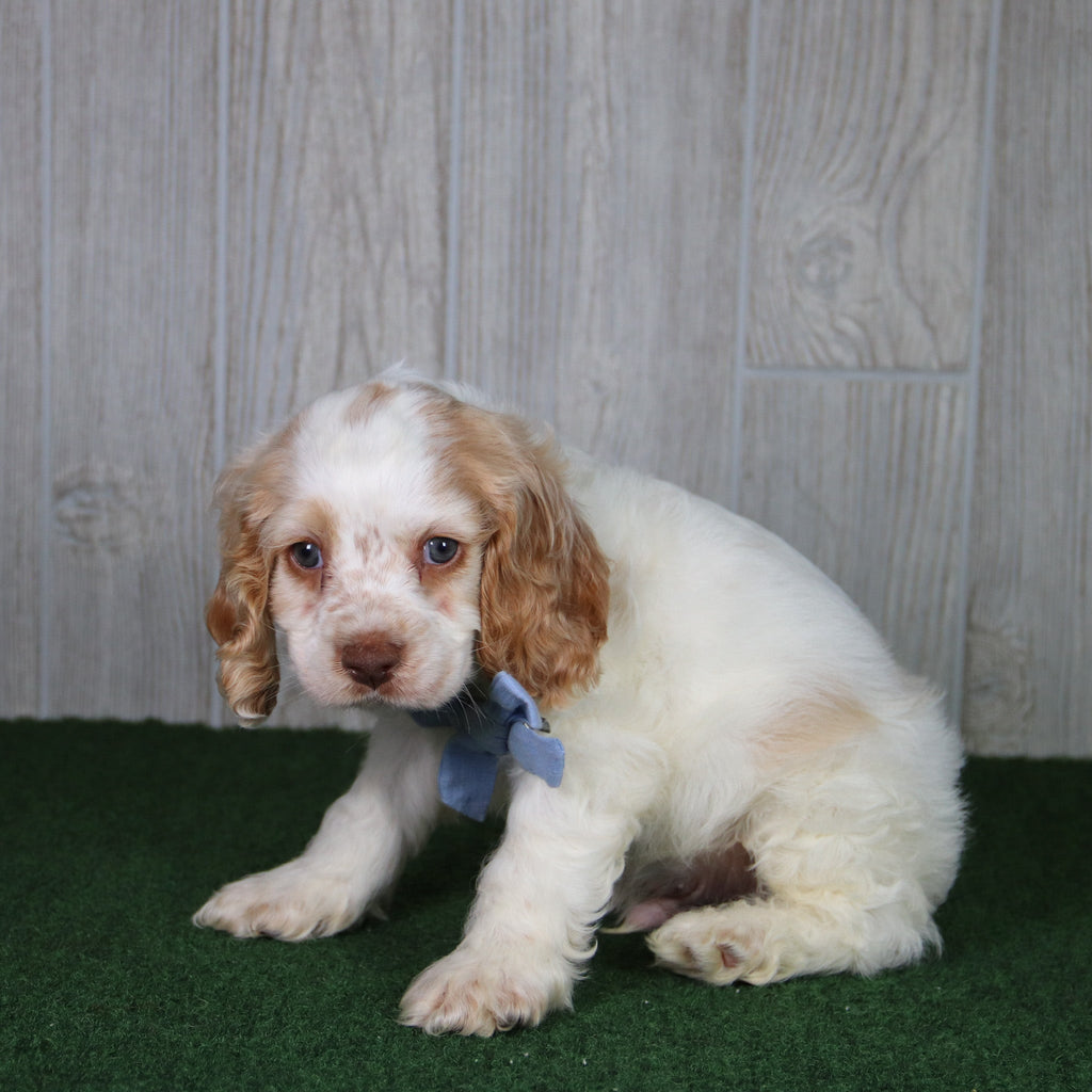 Tom - Available 4/30