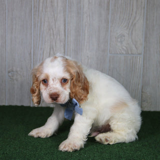 Tom - Available 4/30