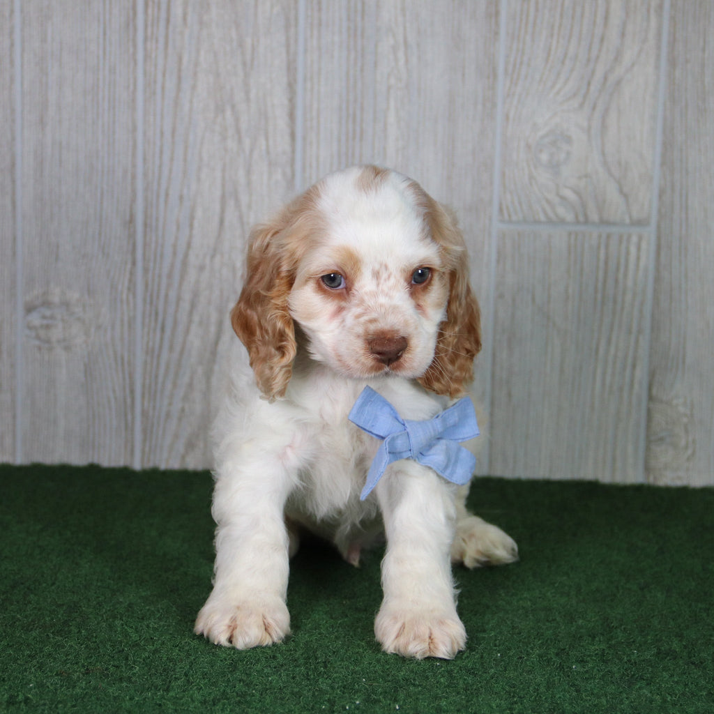 Tom - Available 4/30