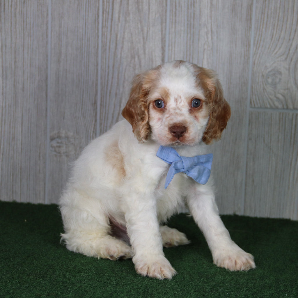 Tom - Available 4/30