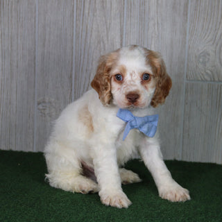 Tom - Available 4/30
