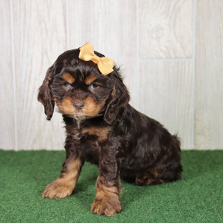 Lucille - Available 4/30