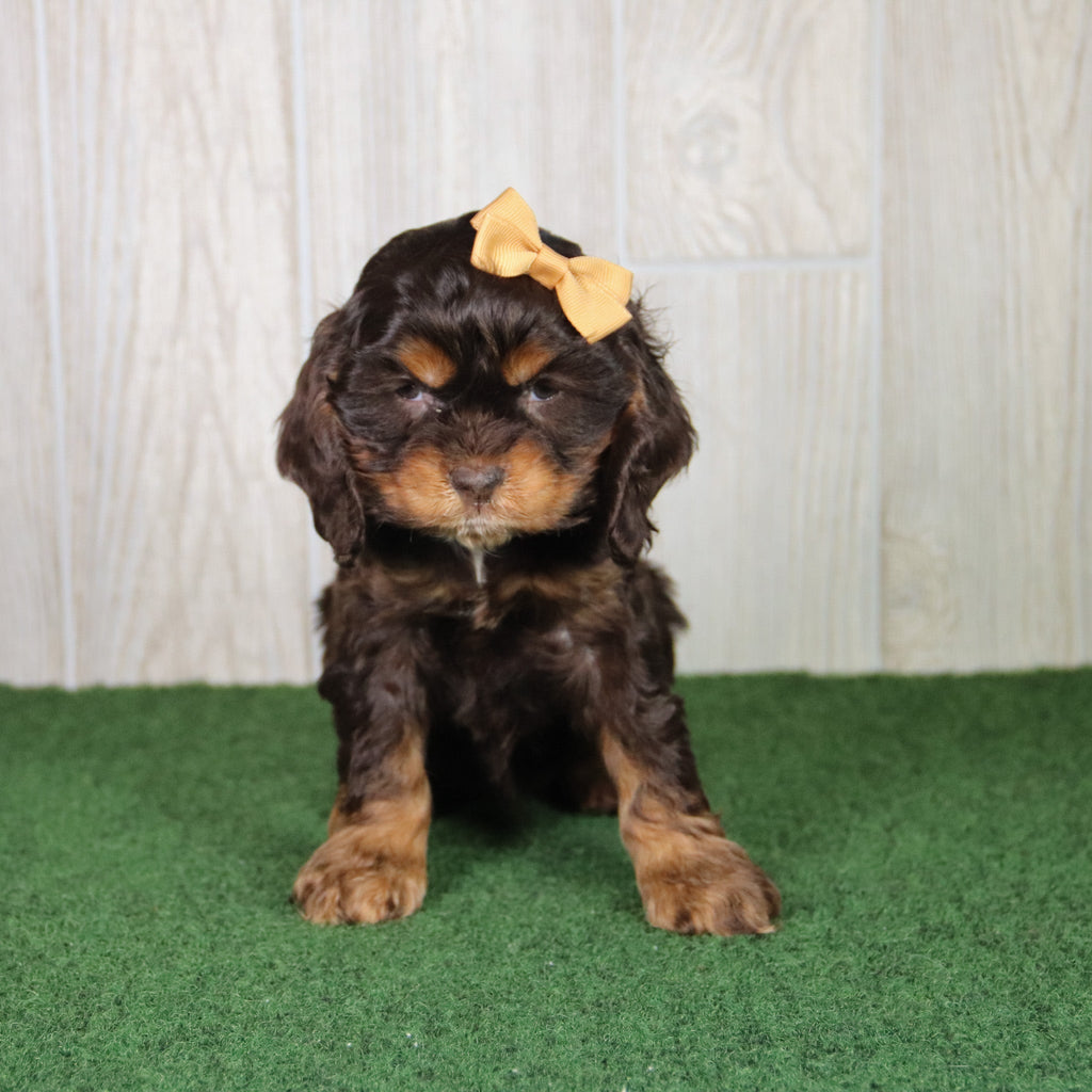 Lucille - Available 4/30