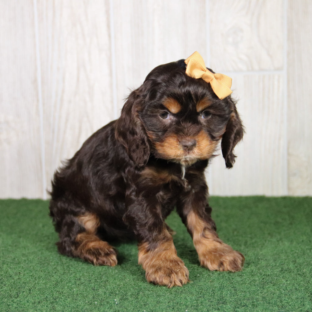 Lucille - Available 4/30