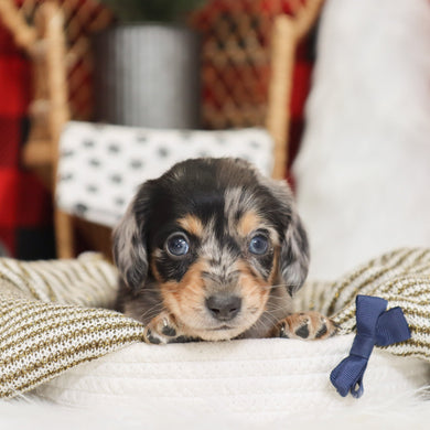 Street - Available 1/14