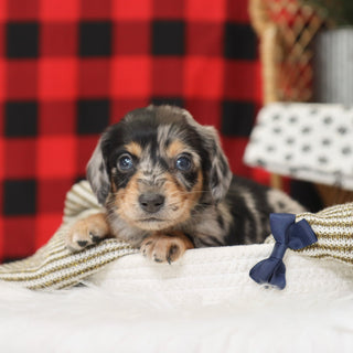 Street - Available 1/15