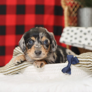 Street - Available 1/15