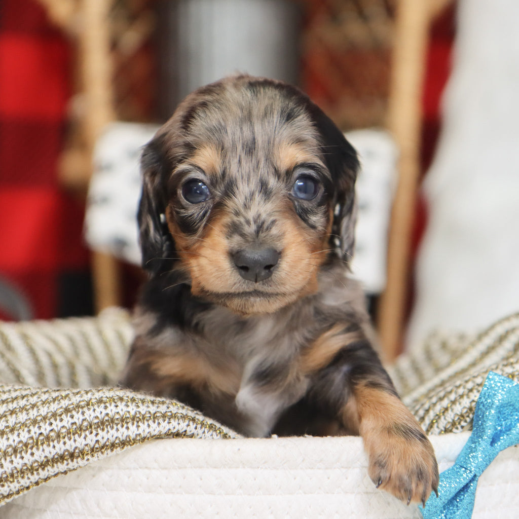 Ron - Available 1/15