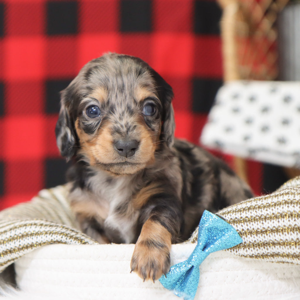 Ron - Available 1/15