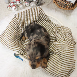 Ron - Available 1/15