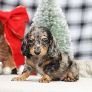 Ron - Available 1/15