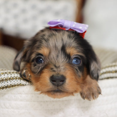 Samantha - Available 1/14