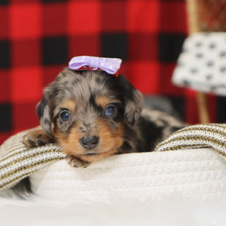 Samantha - Available 1/14