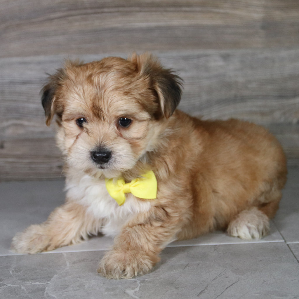 Halton - Available Now