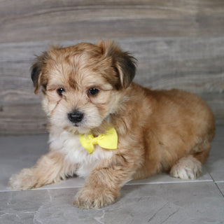 Halton - Available Now