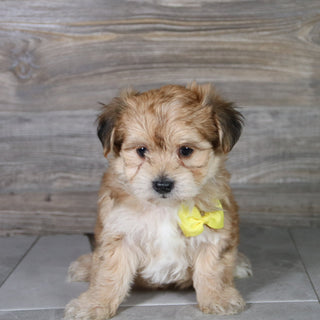Halton - Available Now