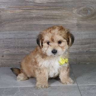 Halton - Available Now