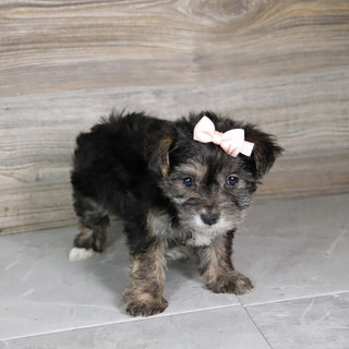 Karen - Available 5/21