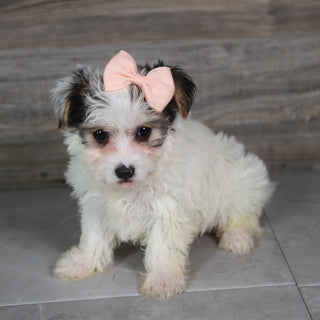 Audra - Available 5/21