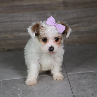 Alice - Available 5/21