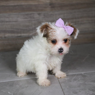 Alice - Available 5/21