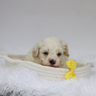 Colin - Available Now