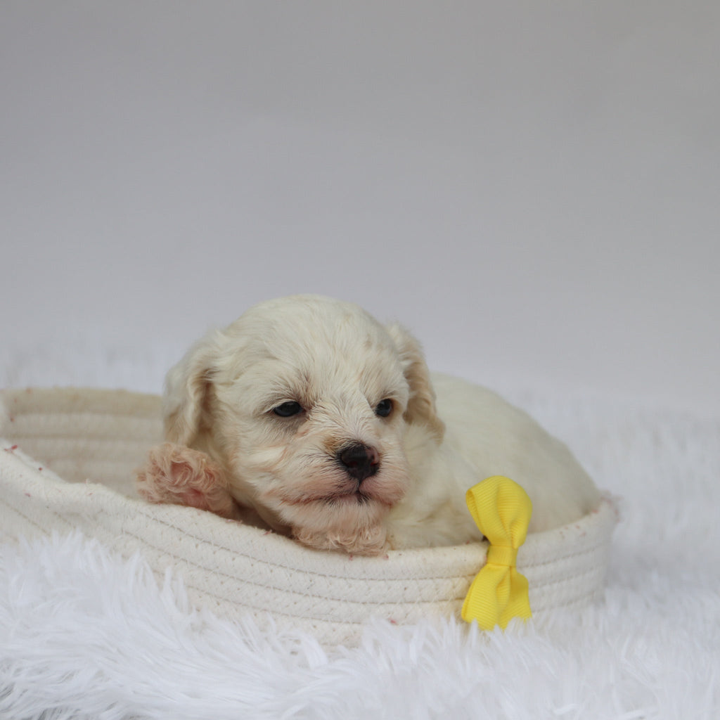 Colin - Available Now