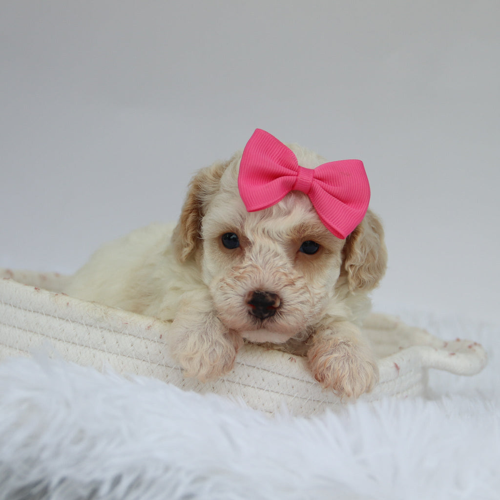 Reeses - Available Now