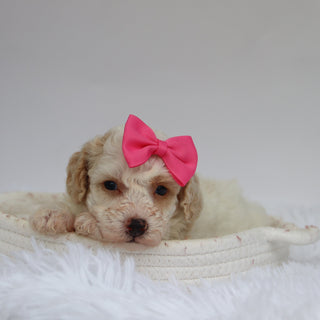 Reeses - Available Now