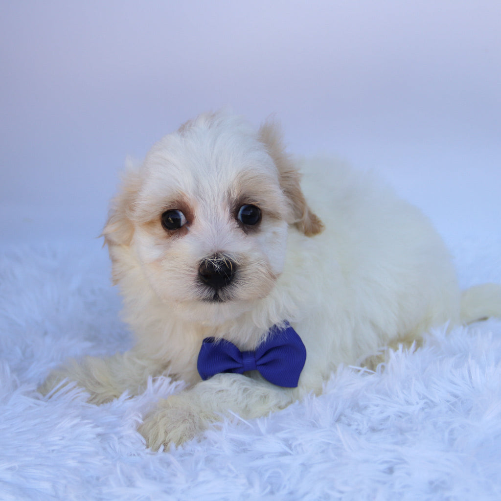 Tank - Available Now