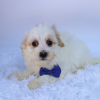 Tank - Available Now